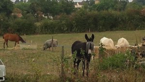 Réveil en Garaudaine