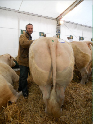 Festival du boeuf - Charolles