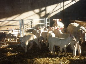 Les agneaux n'ont plus qu'à bien grandir grâce à la bonne herbe charollaise